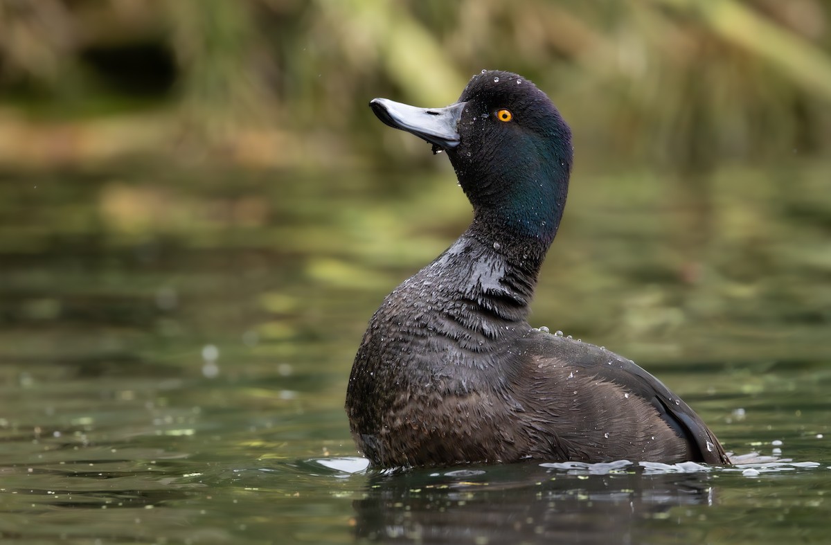 New Zealand Scaup - ML624872203
