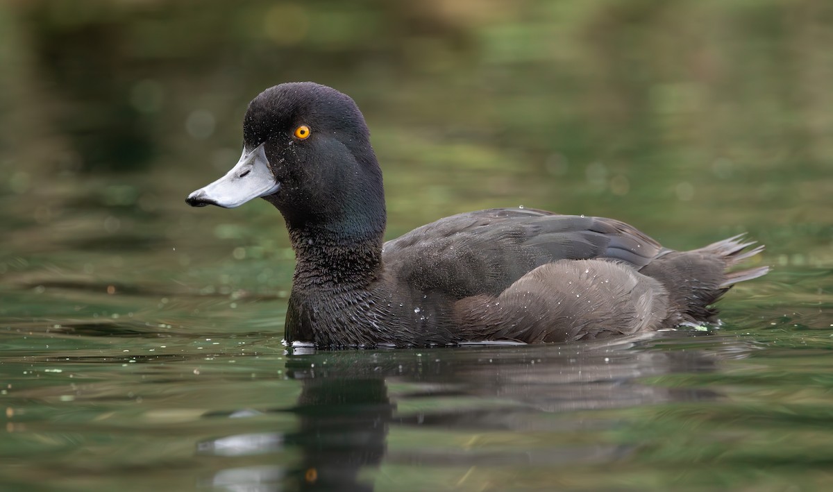 New Zealand Scaup - ML624872204