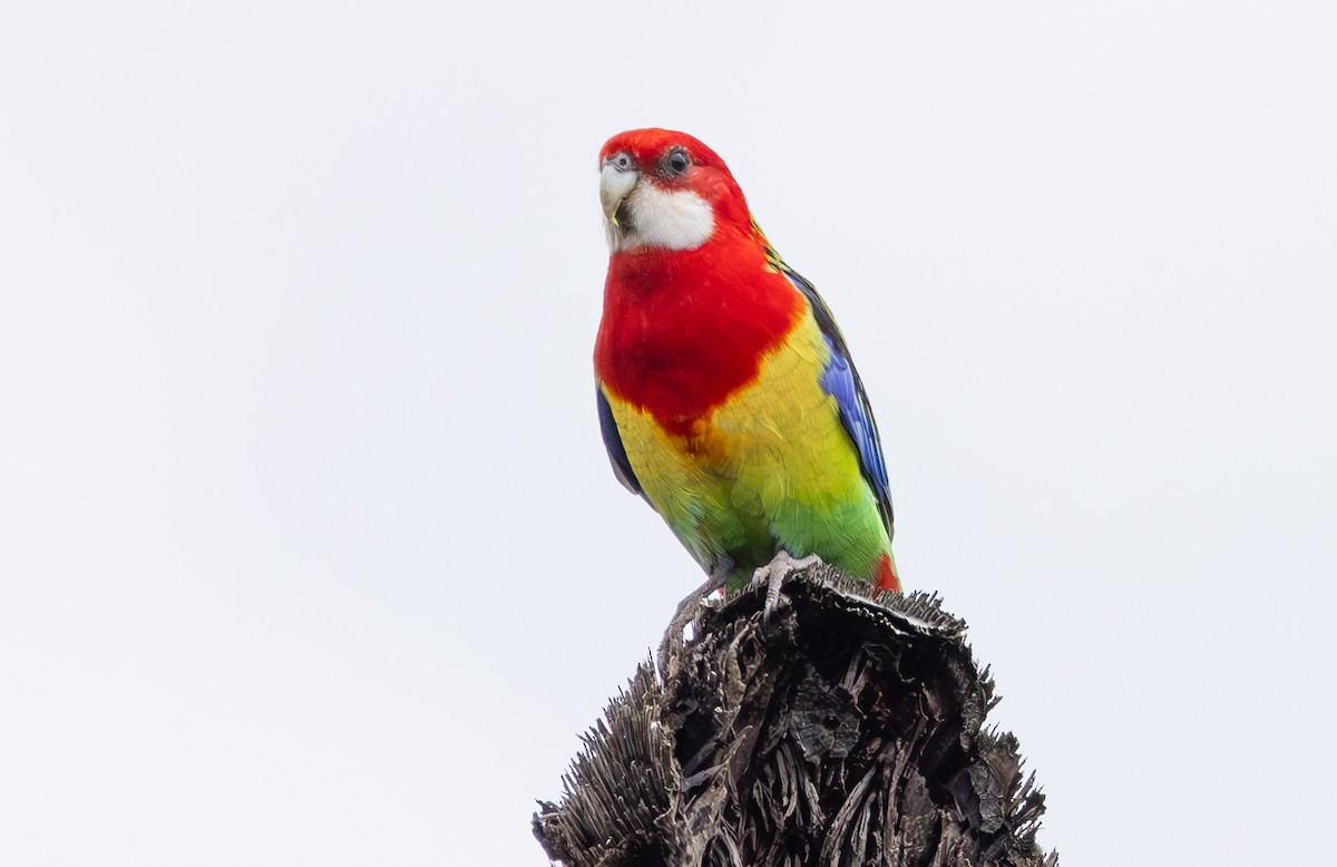 Eastern Rosella - ML624872223