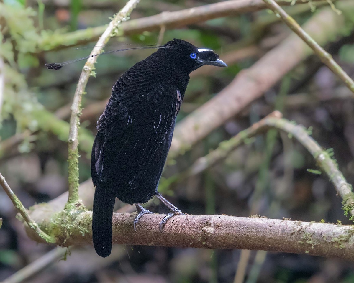 Western Parotia - ML624872383