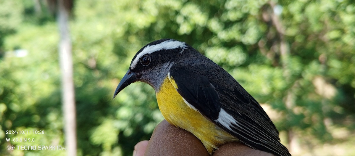 Bananaquit - Luis Mieres Bastidas