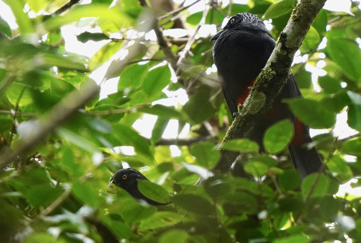 Red-bellied Grackle - ML624872451