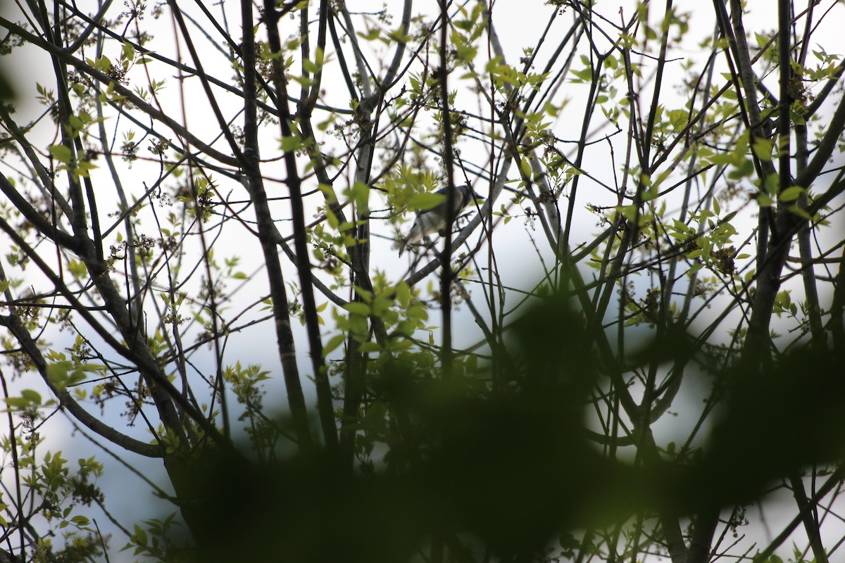 Blue Jay - ML624872813