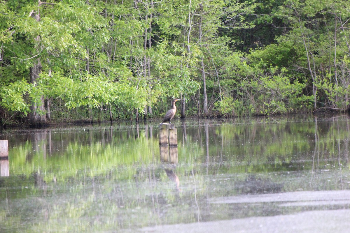 Double-crested Cormorant - ML624872818