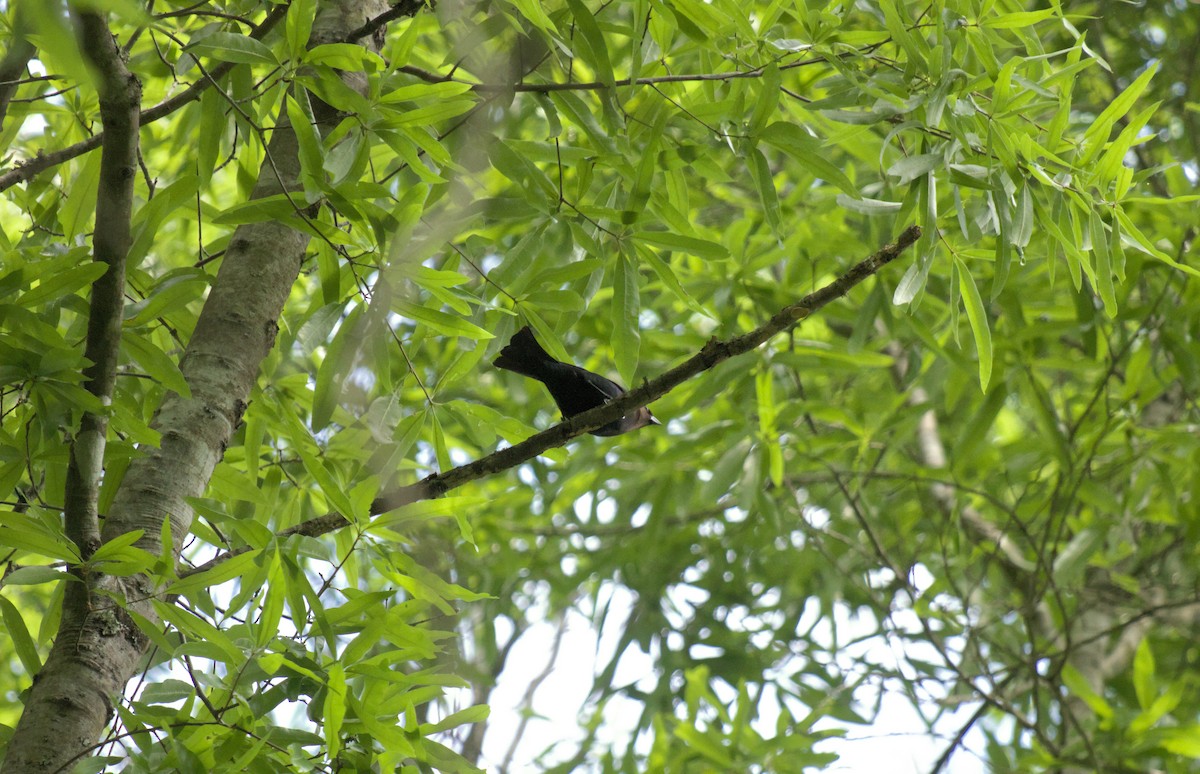 Brown-headed Cowbird - ML624872826