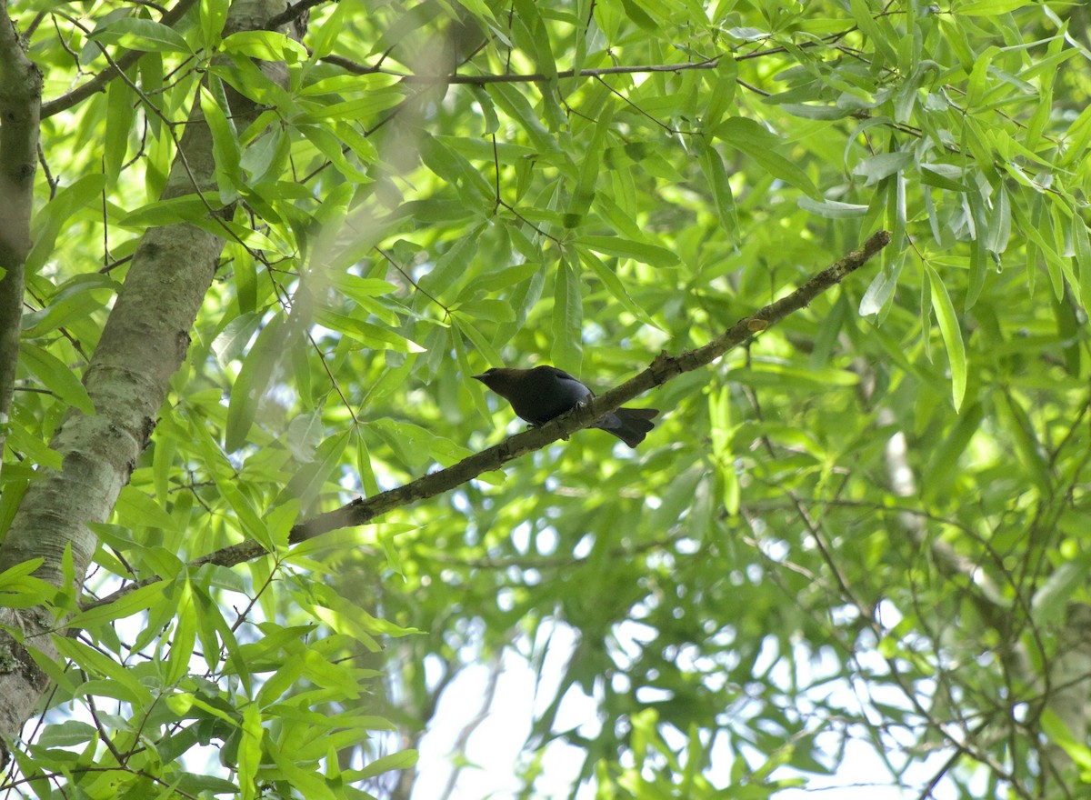 Brown-headed Cowbird - ML624872827