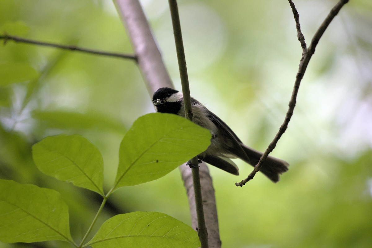 Carolina Chickadee - ML624872830