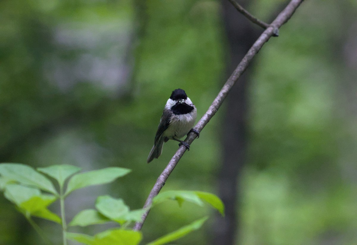Carolina Chickadee - ML624872831
