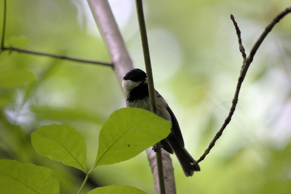 Carolina Chickadee - ML624872833