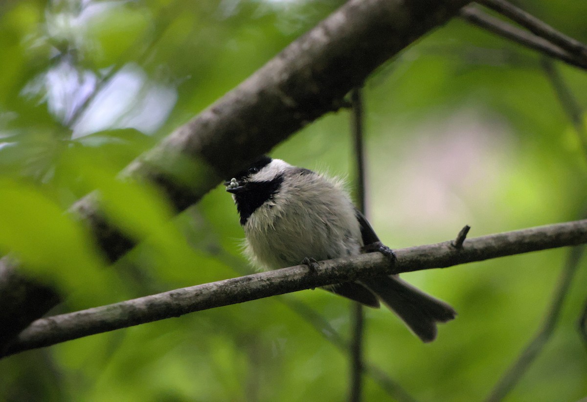 Carolina Chickadee - ML624872834