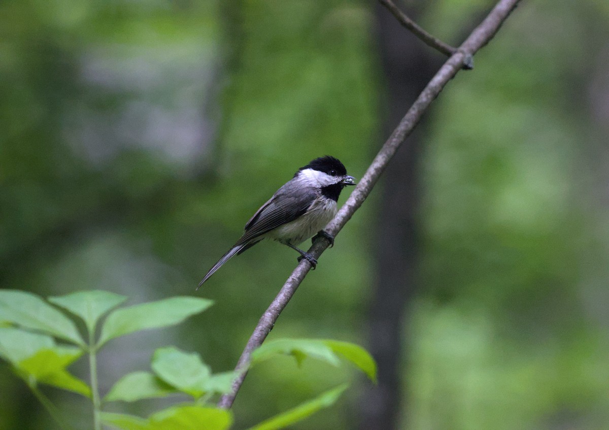 Carolina Chickadee - ML624872835