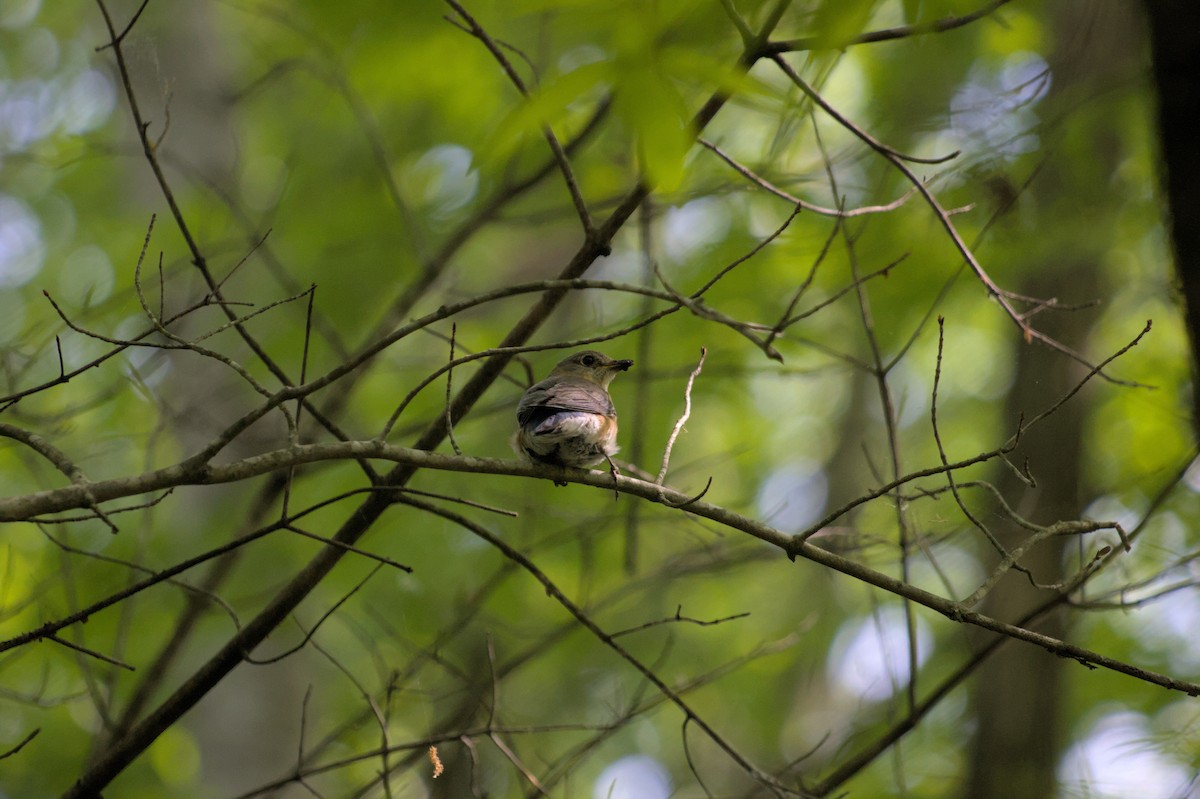 Eastern Bluebird - ML624872849