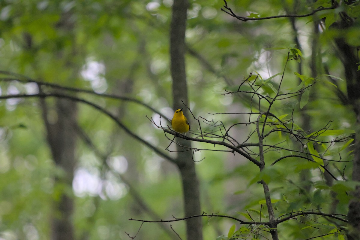 Prothonotary Warbler - ML624872855