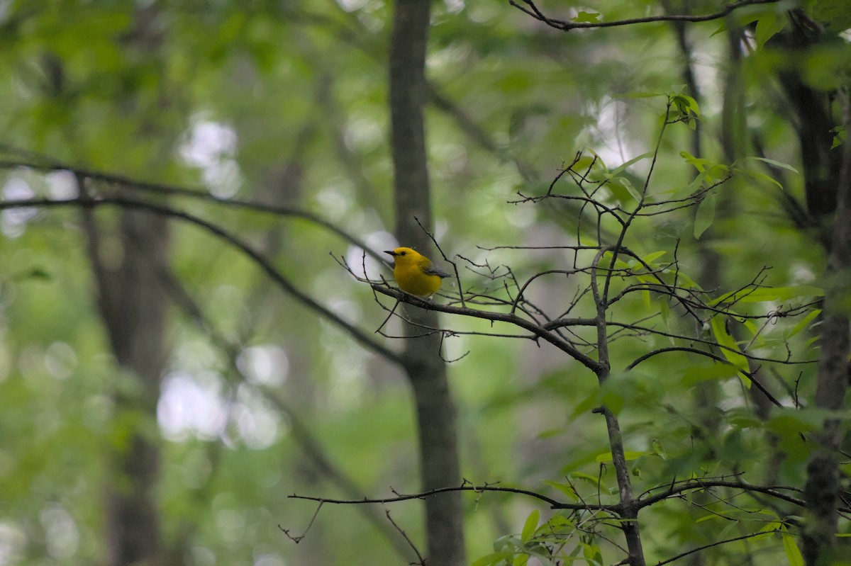 Prothonotary Warbler - ML624872856