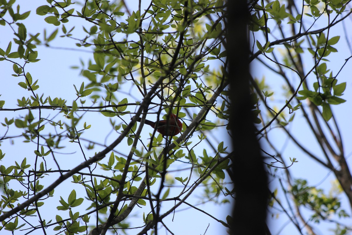 Northern Cardinal - ML624872864
