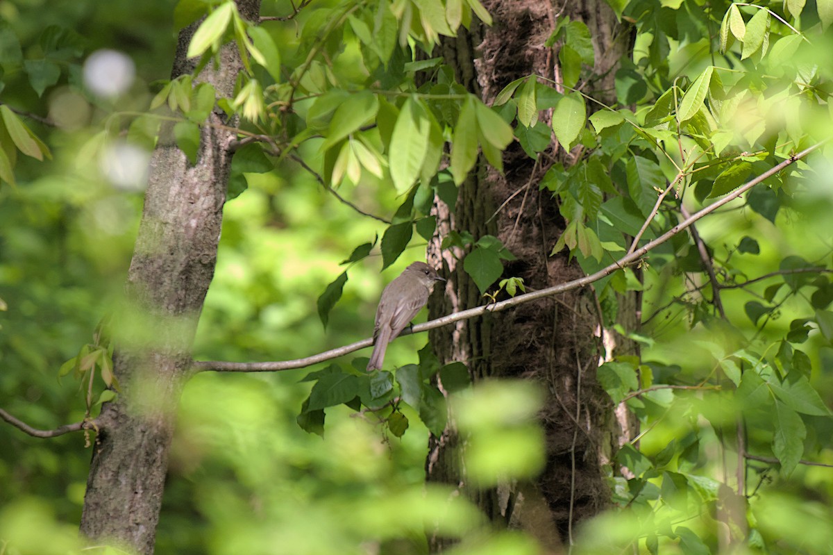 Eastern Phoebe - ML624872868