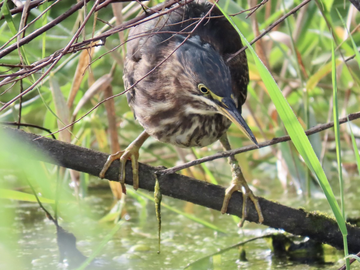 Green Heron - ML624872883