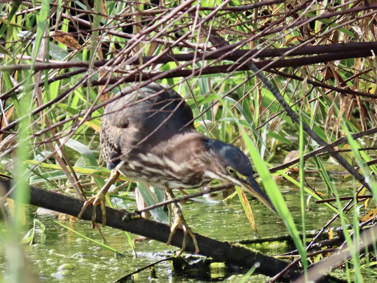 Green Heron - ML624872884