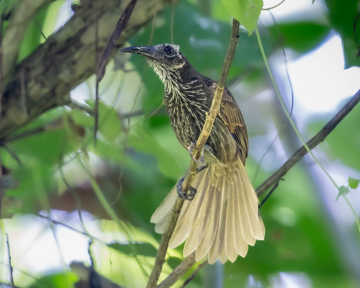 White-streaked Friarbird - ML624872887