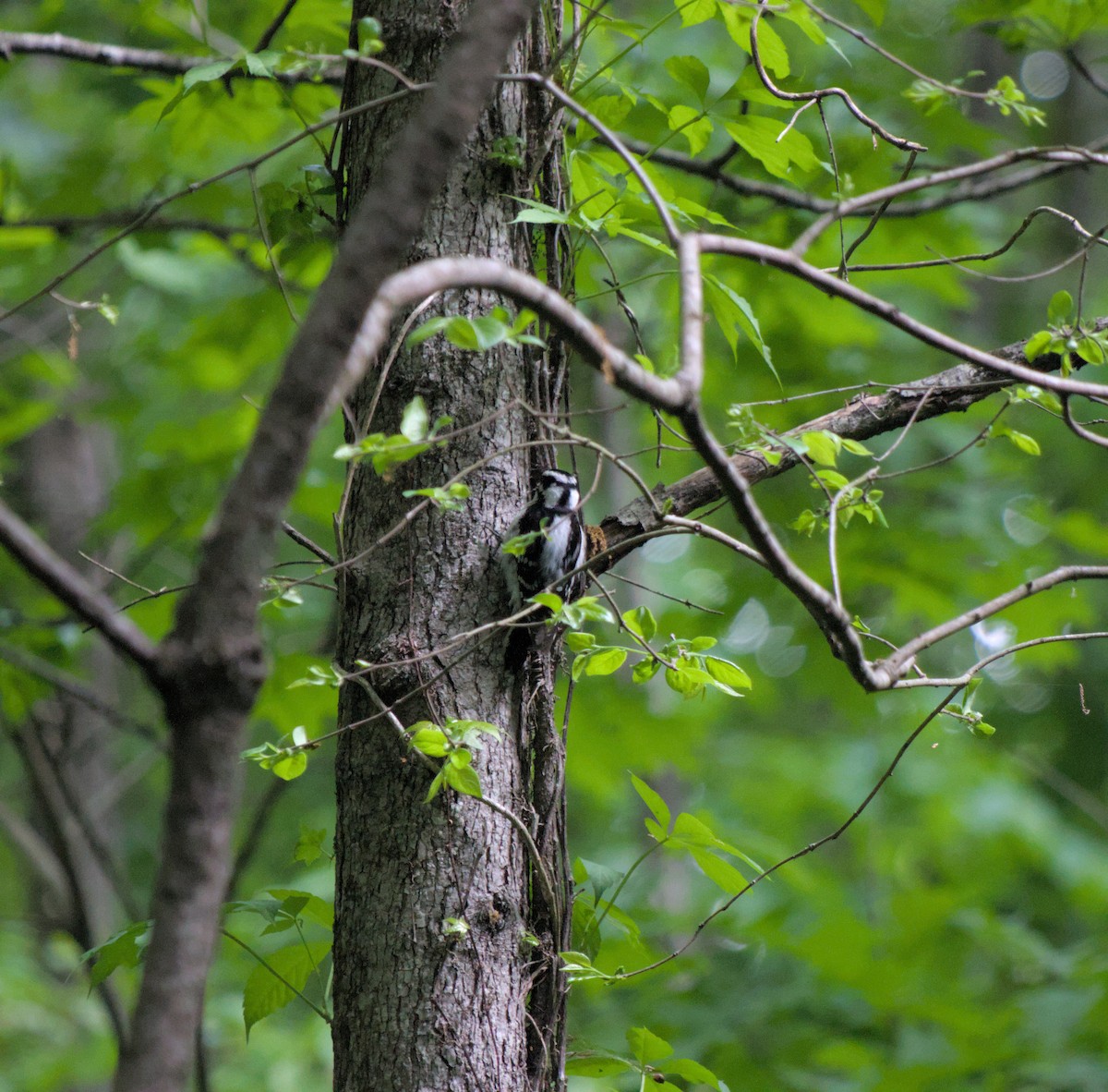 Downy Woodpecker - ML624872897