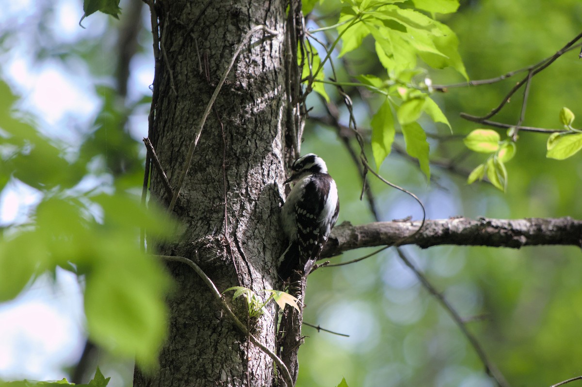 Downy Woodpecker - ML624872898