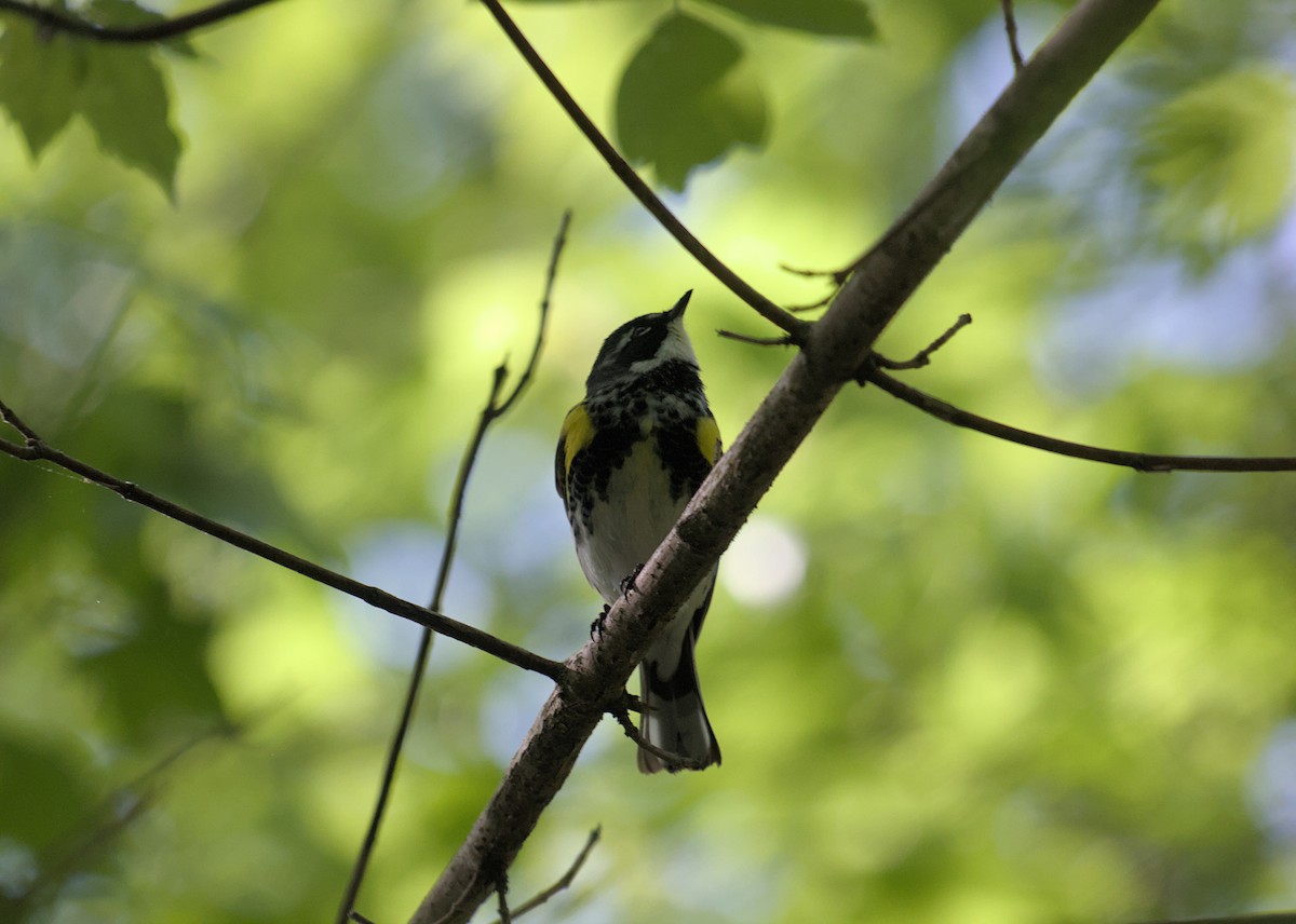 Yellow-rumped Warbler - ML624872954