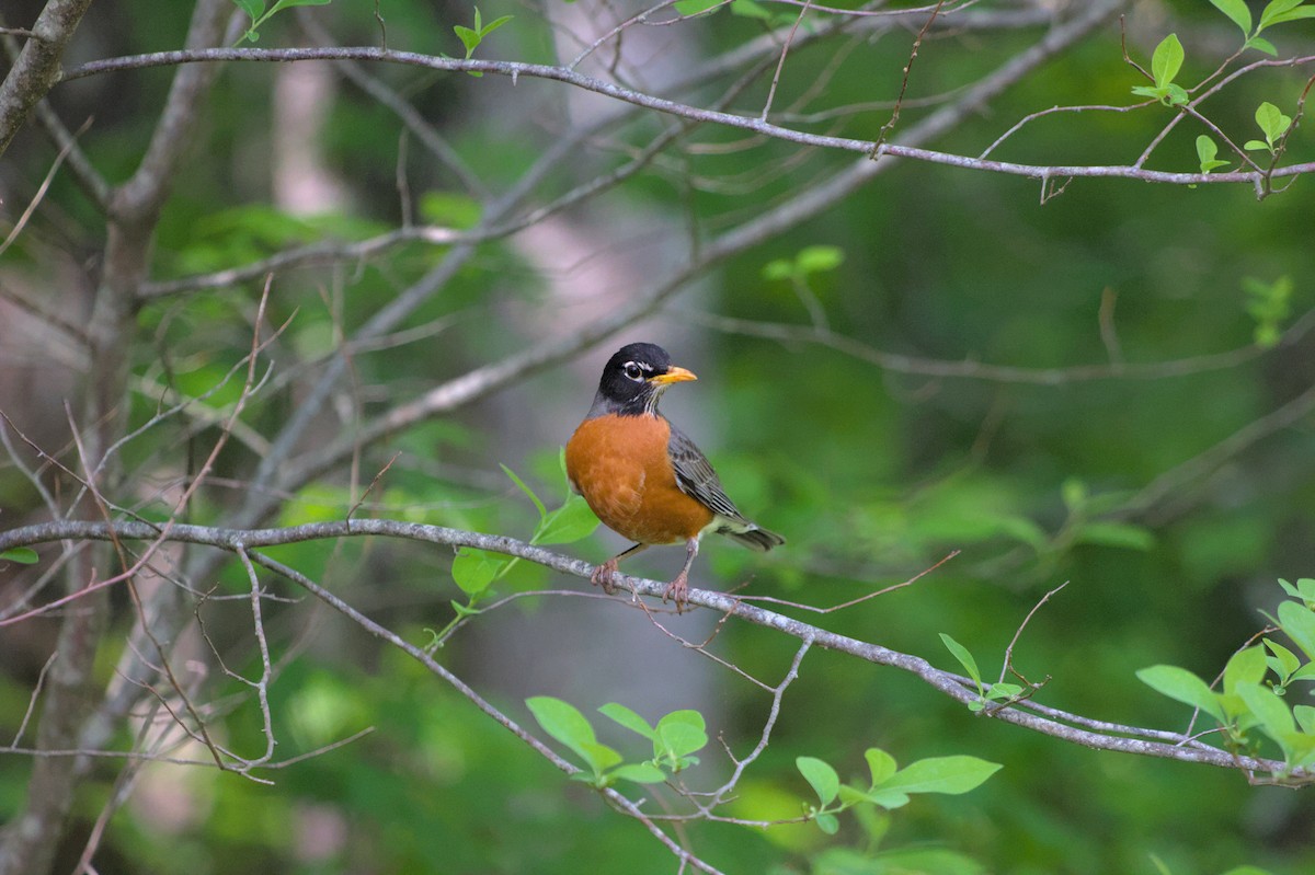 American Robin - ML624872970