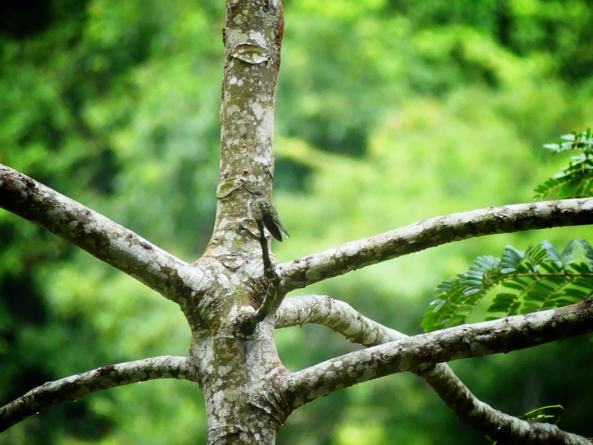 Scaly-breasted Hummingbird - Peter Kavouras