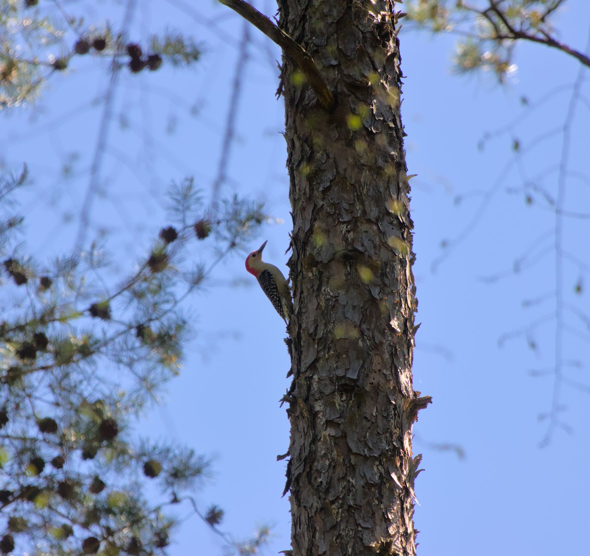 Red-bellied Woodpecker - ML624873124