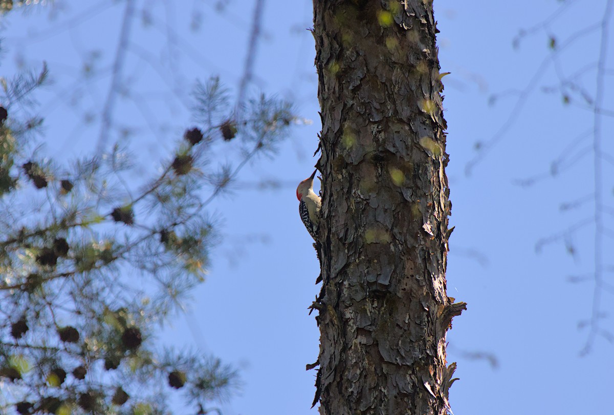 Red-bellied Woodpecker - ML624873125