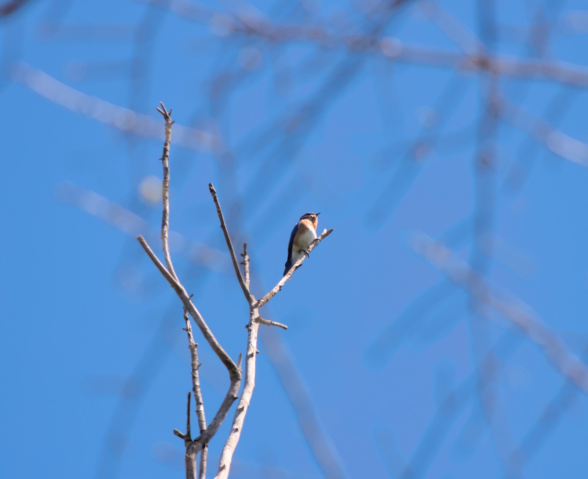 Eastern Bluebird - ML624873131