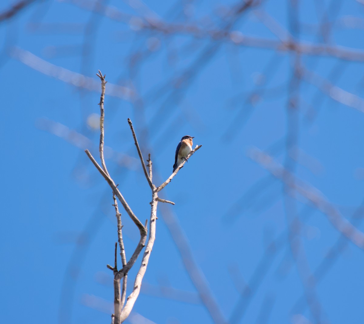 Eastern Bluebird - ML624873132