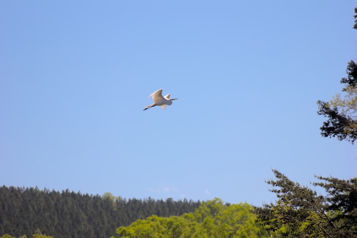 Great Egret - ML624873135