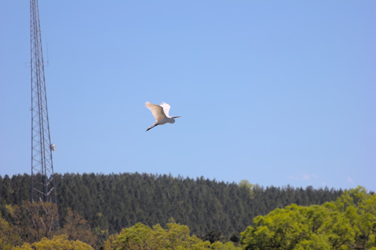Great Egret - ML624873136