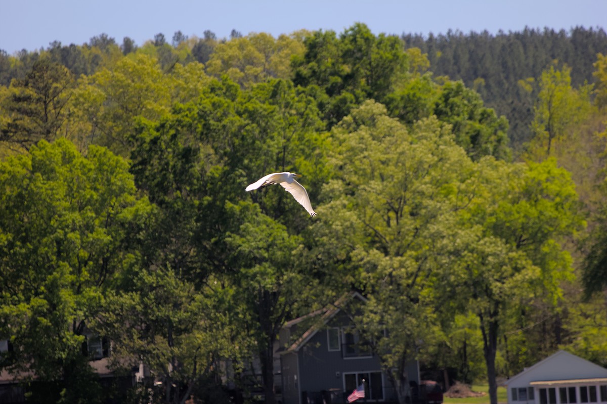 Great Egret - ML624873137