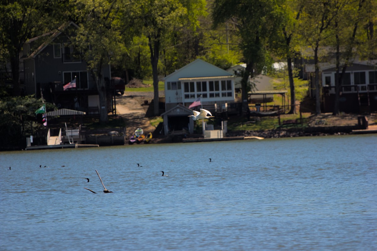 Double-crested Cormorant - ML624873158