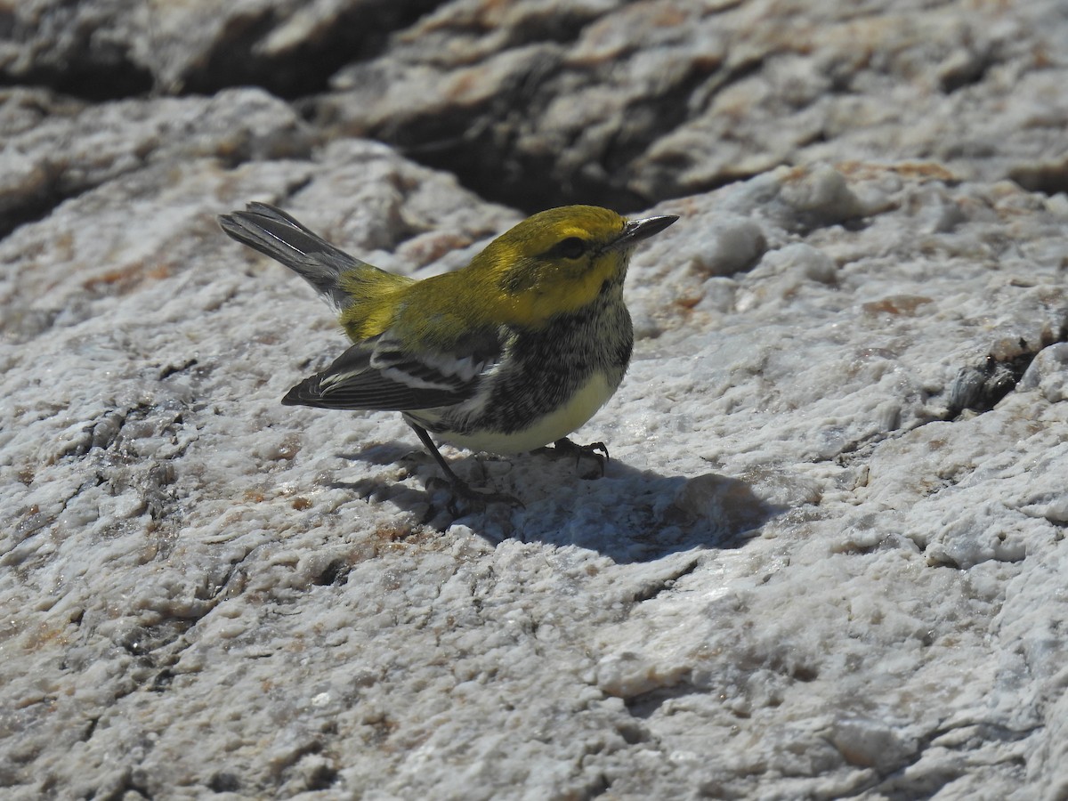 Black-throated Green Warbler - ML624873160