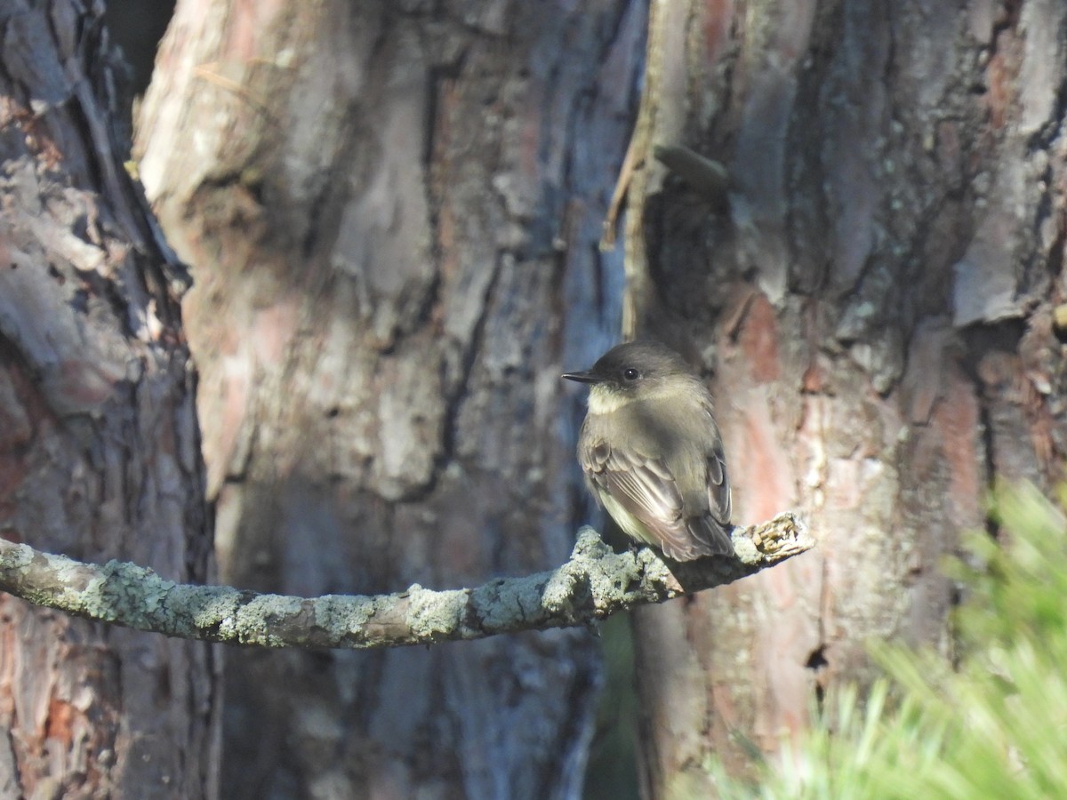 Eastern Phoebe - ML624873184