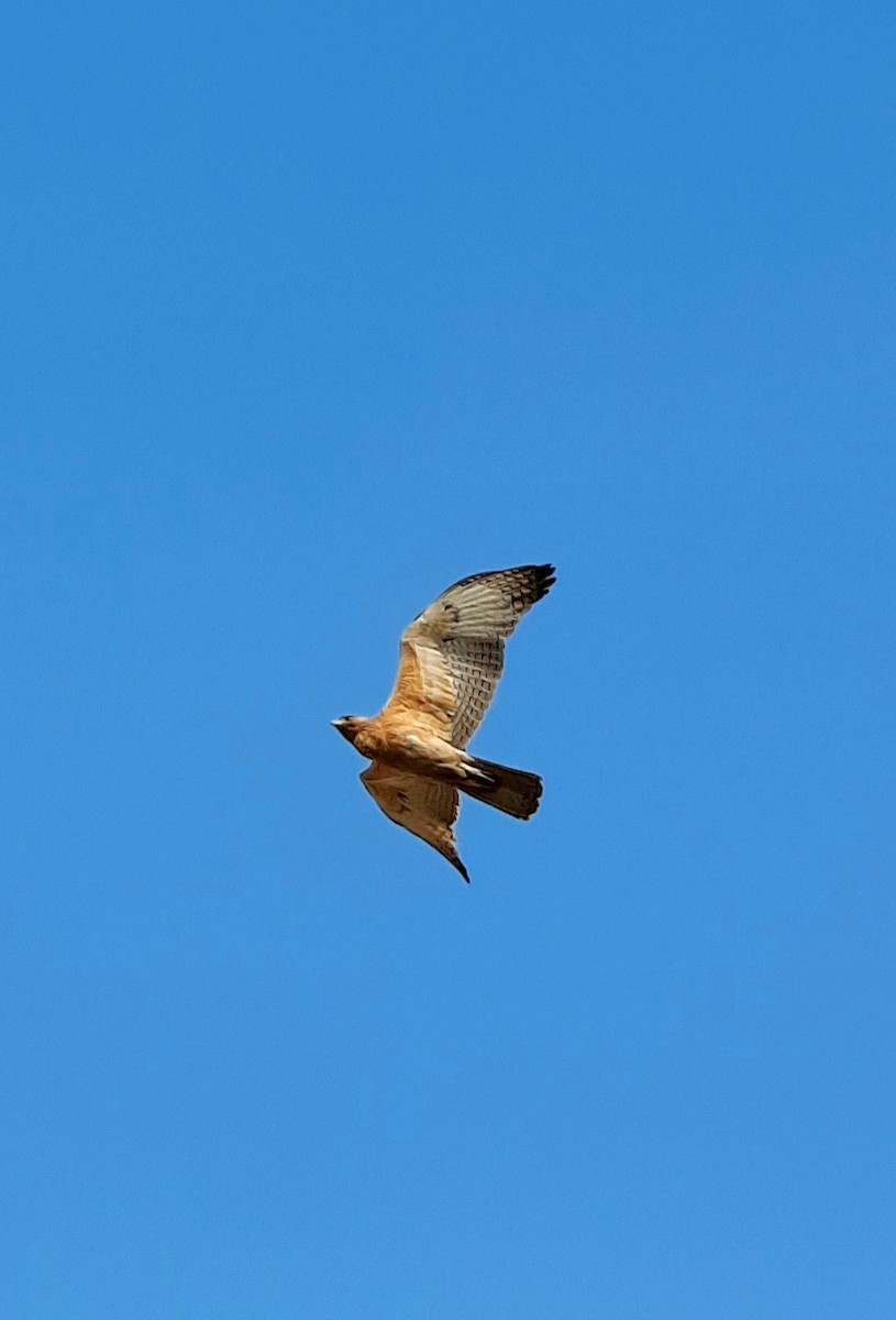 Bonelli's Eagle - ML624873190