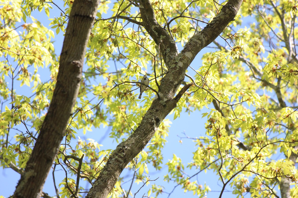 Yellow-rumped Warbler - ML624873216