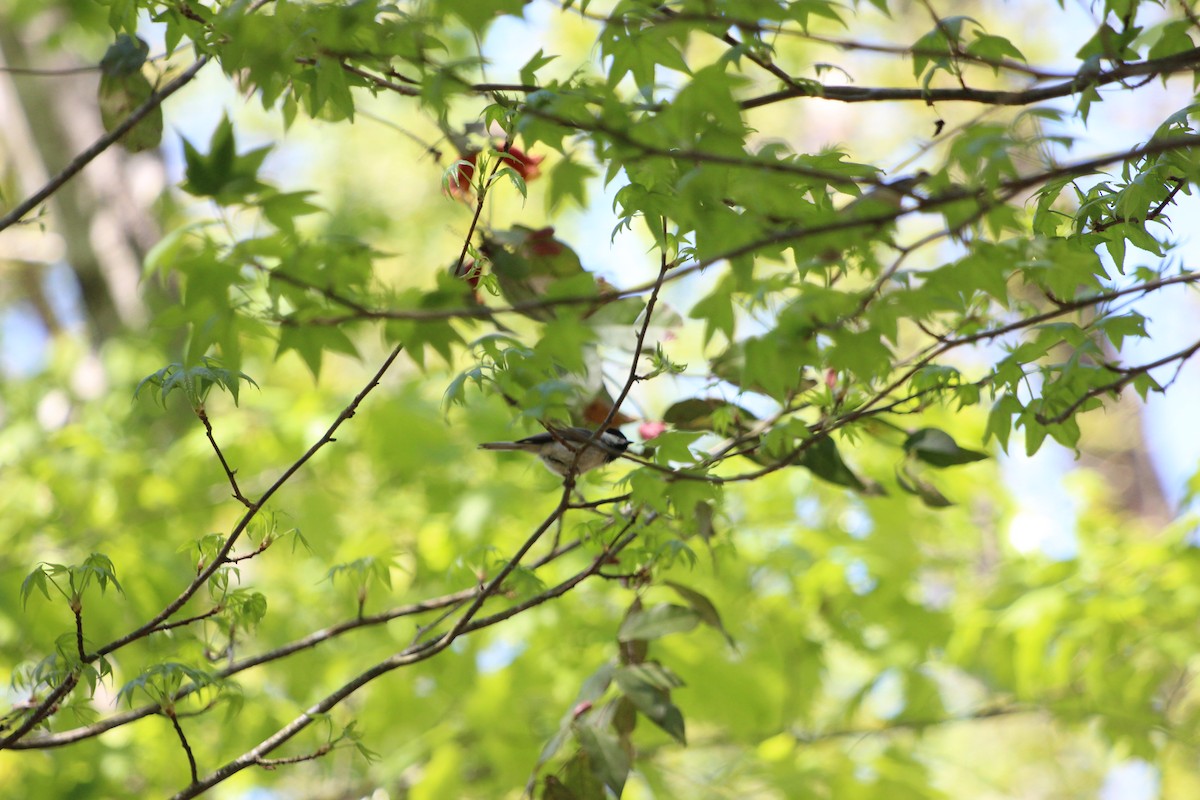 Carolina Chickadee - ML624873218