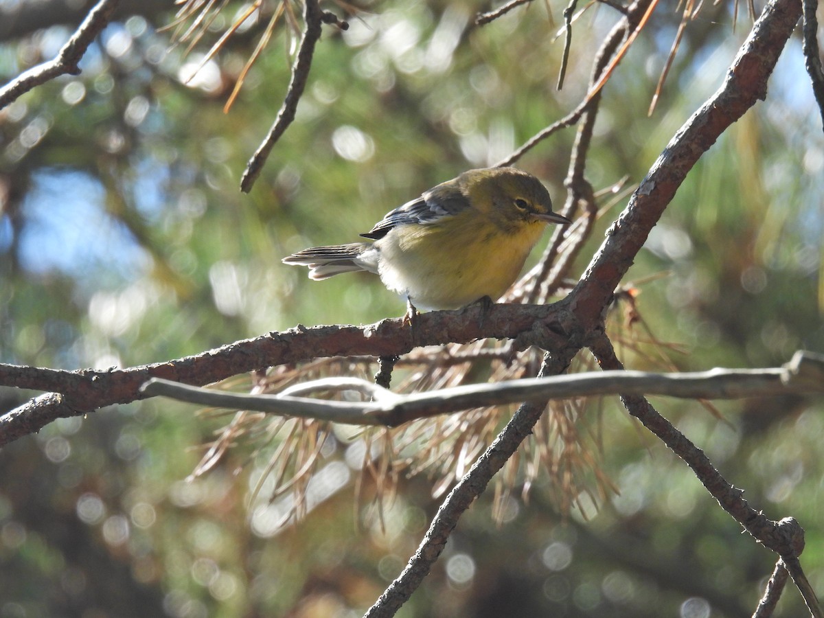 Pine Warbler - ML624873221