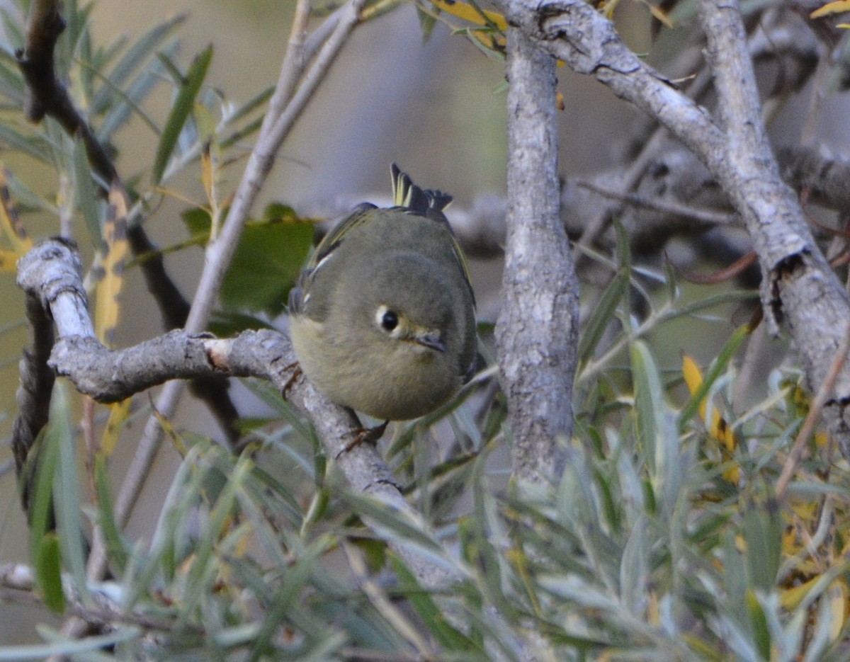 Ruby-crowned Kinglet - ML624873486