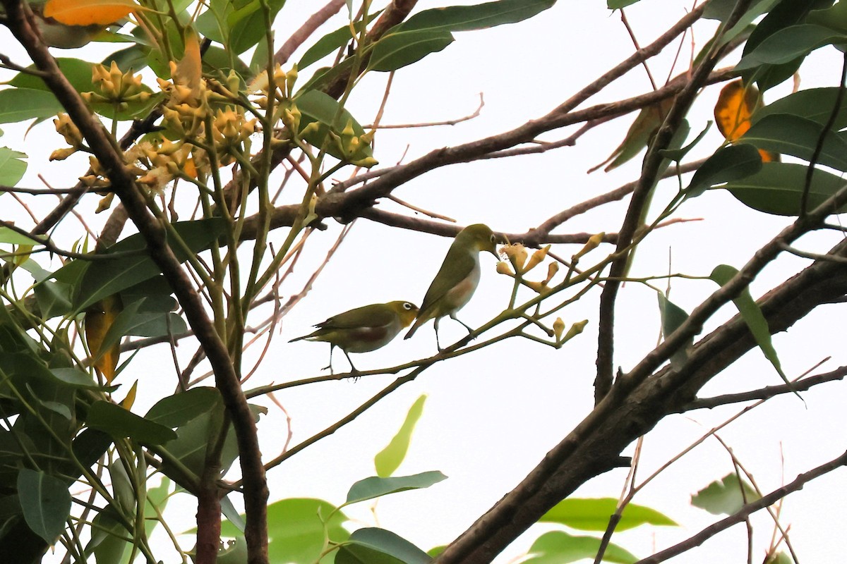 Chestnut-flanked White-eye - yang yi hsien