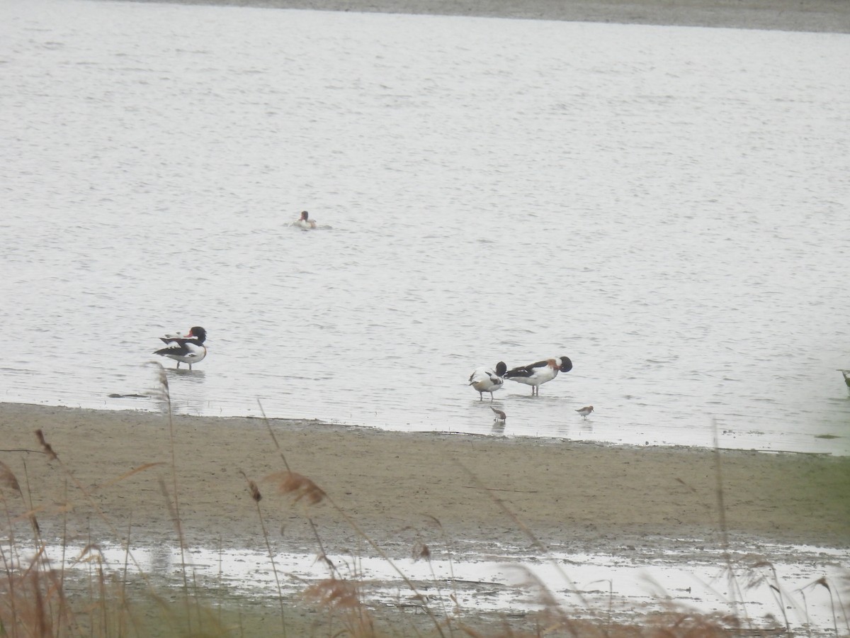 Common Shelduck - ML624873791