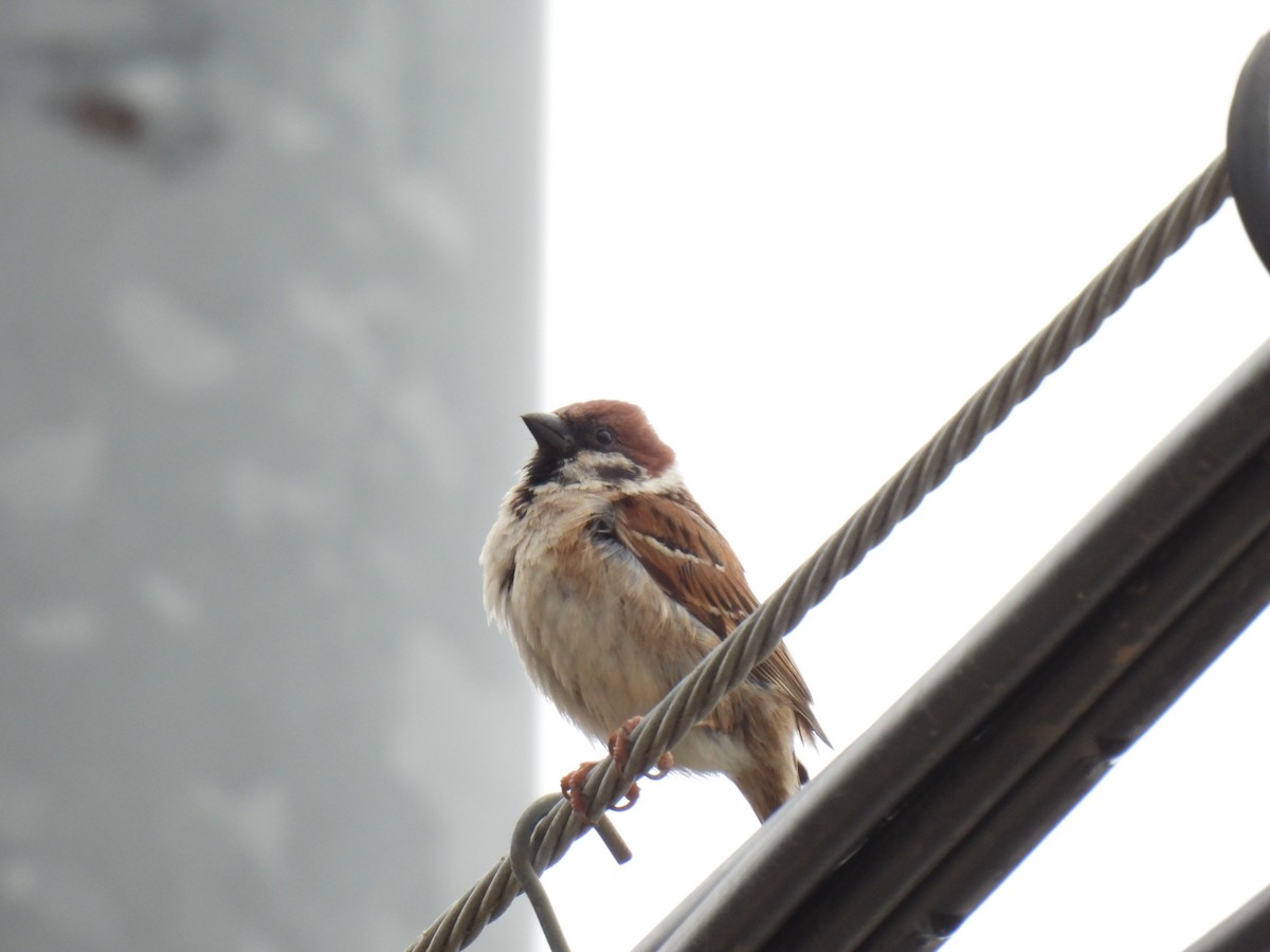 Eurasian Tree Sparrow - ML624873989