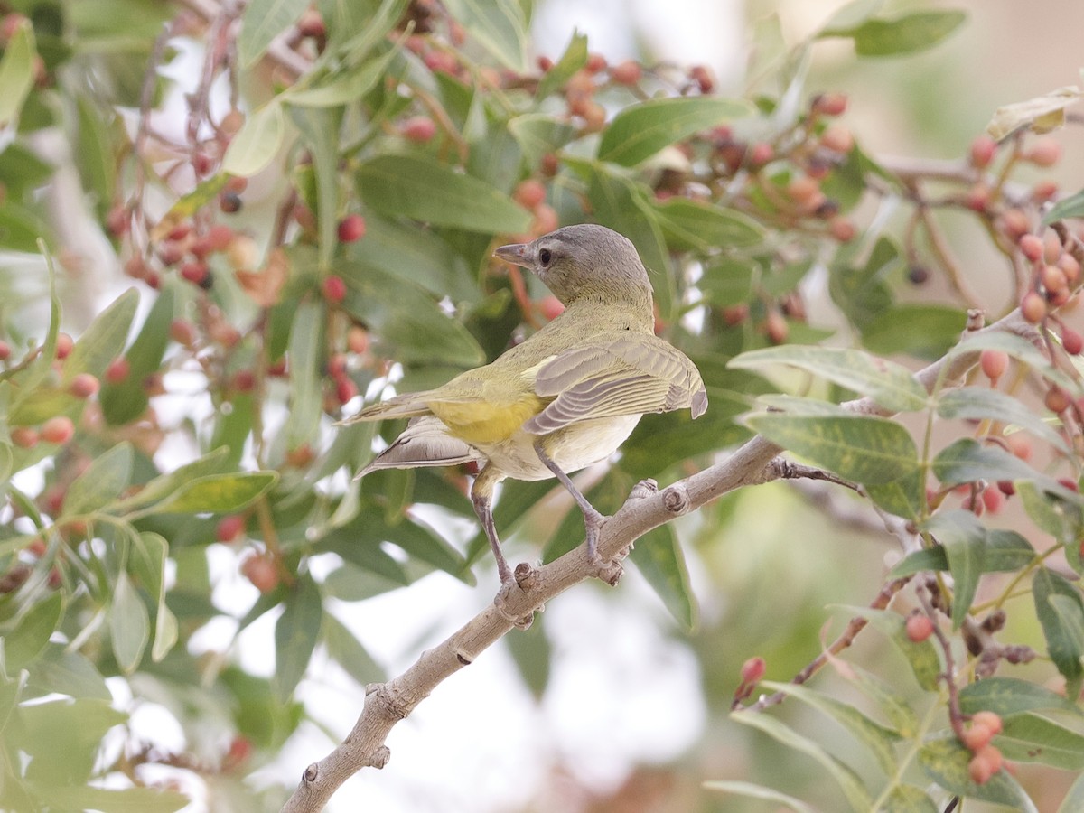 Yellow-green Vireo - ML624874010
