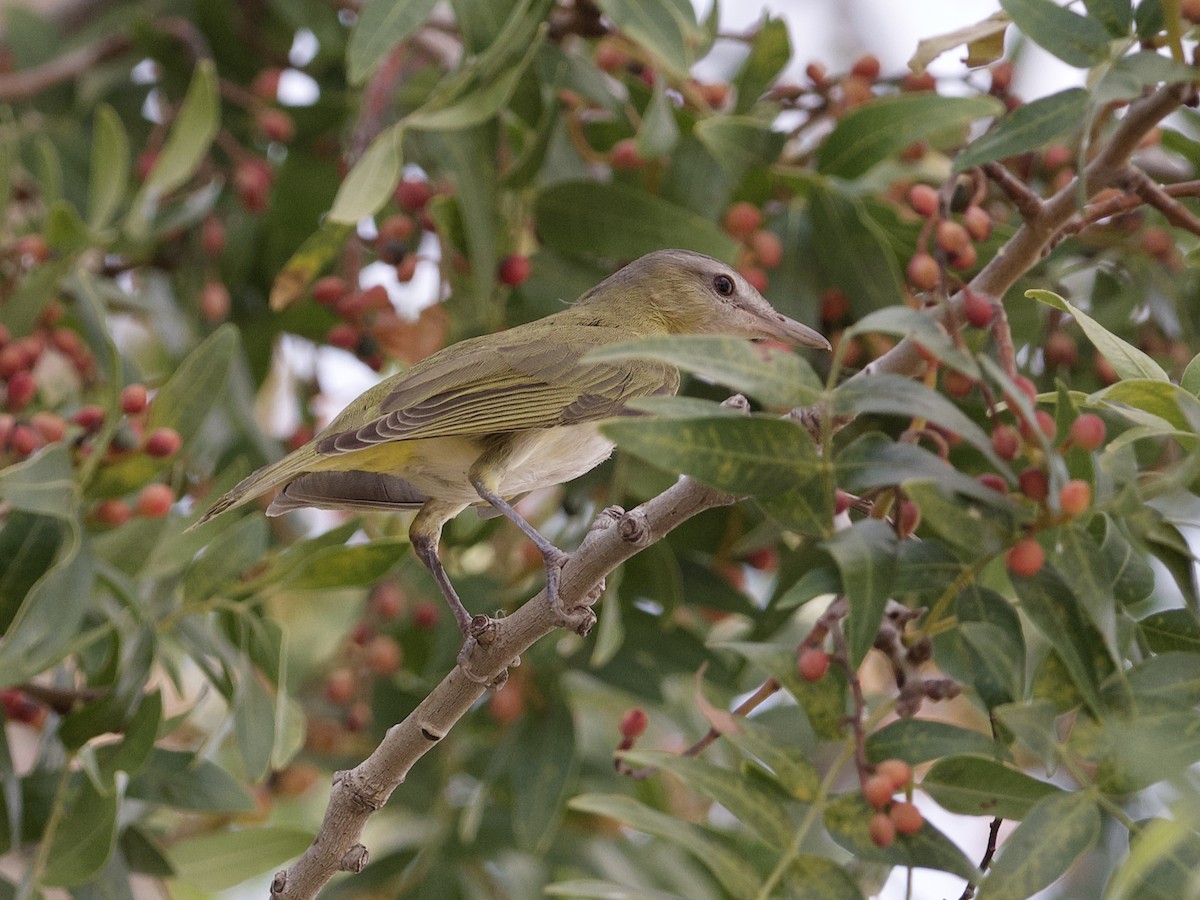 Yellow-green Vireo - ML624874011