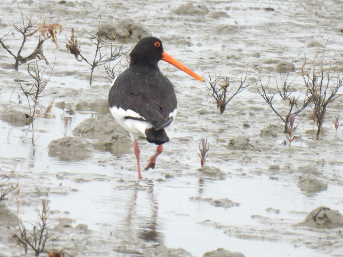 Eurasian Oystercatcher - ML624874047