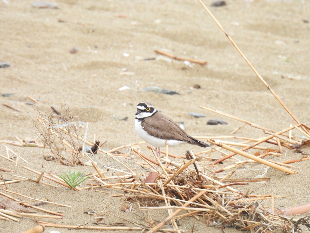 Little Ringed Plover - ML624874061
